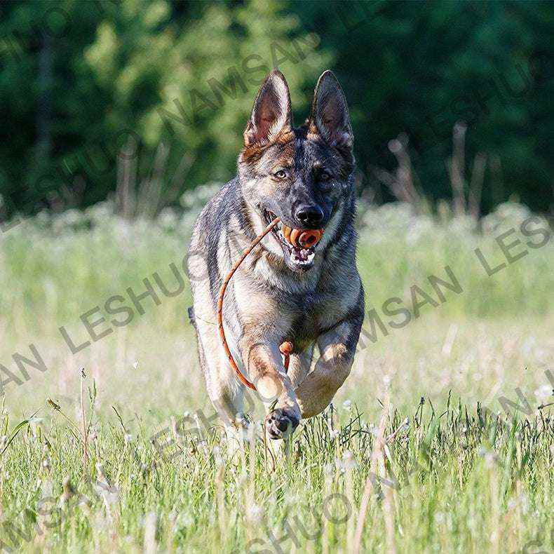 Chien courant dans un champ avec une balle d’exercice orange en caoutchouc naturel attachée à une corde en nylon robuste dans la gueule.