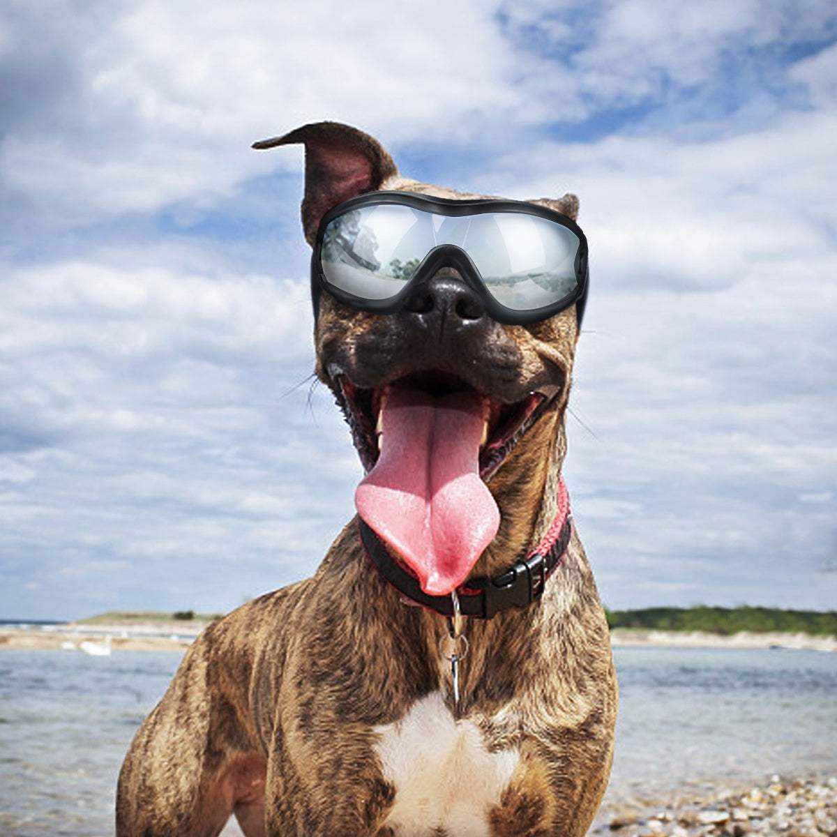 Lunettes de soleil UV pour chiens | Protection et style avec sangles ajustables - Entre Chat et Chien