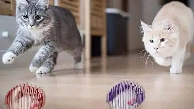 Balles de Jouet - Jouets Interactifs pour Chatons Colorés