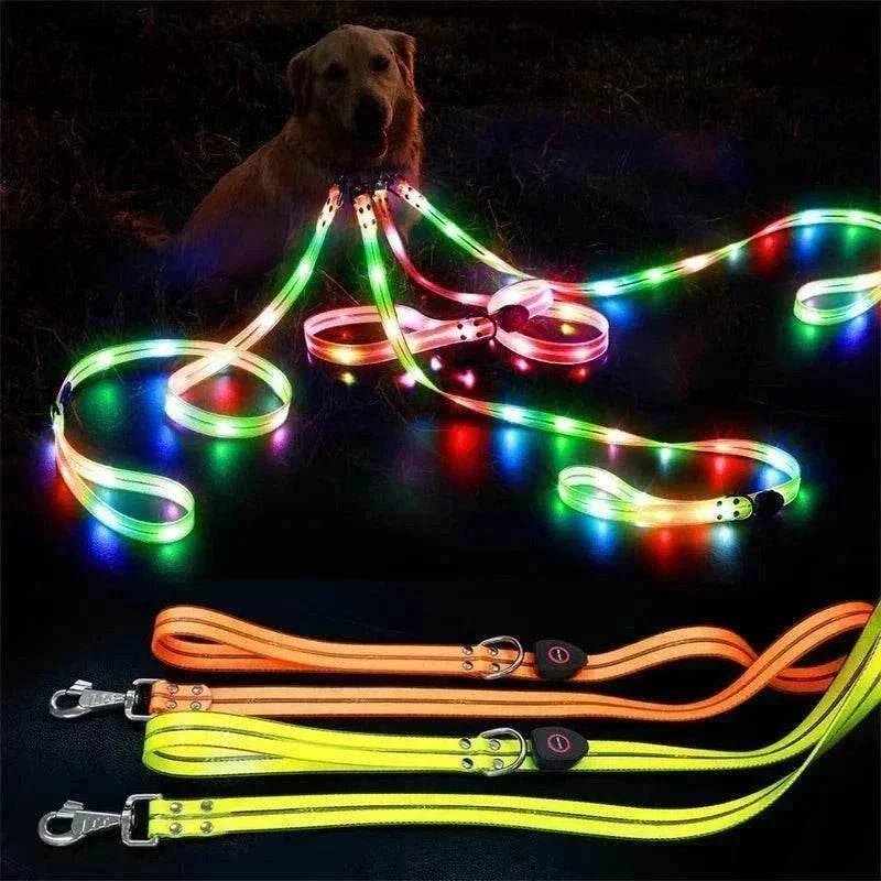 Chien portant un collier LED jaune haute visibilité pour promenade nocturne