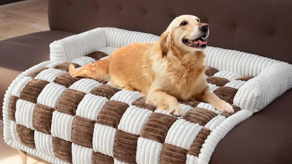 Chien coucher sur le tapis confortable, sur un divan