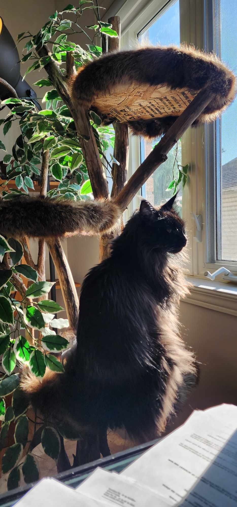 Chat noir regardant par la fenêtre sur arbre à chat avec feuillage - Ambiance naturelle apaisante