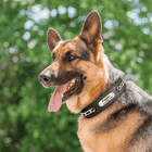 Complete Guide: The Perfect Collar for Your Dog or Cat in 5 Steps