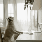 Dog Hair Types: Complete Guide + Related Breeds & Grooming Tips 