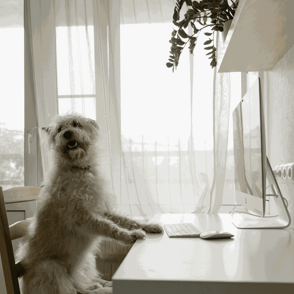 Dog Hair Types: Complete Guide + Related Breeds & Grooming Tips 