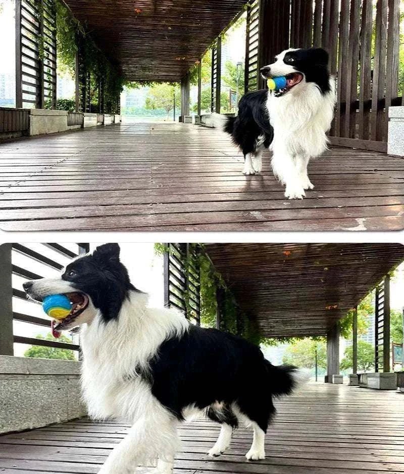chien border collie jouant avec balle mâchouillable bleue et jaune en TPR sur terrasse en bois sportive