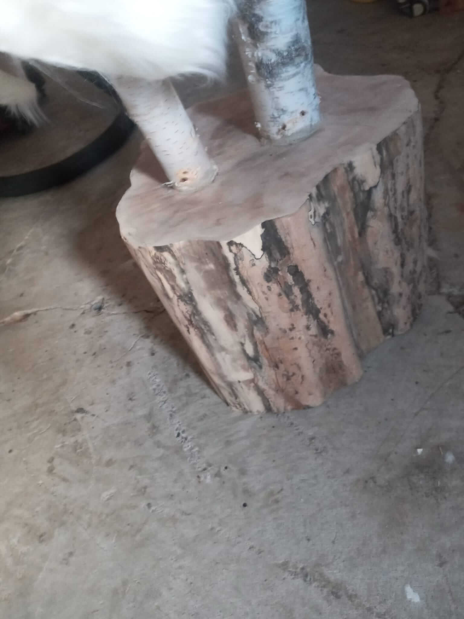 Détail base en souche de bois massif pour arbre à chat - Troncs de bouleau - Stabilité garantie