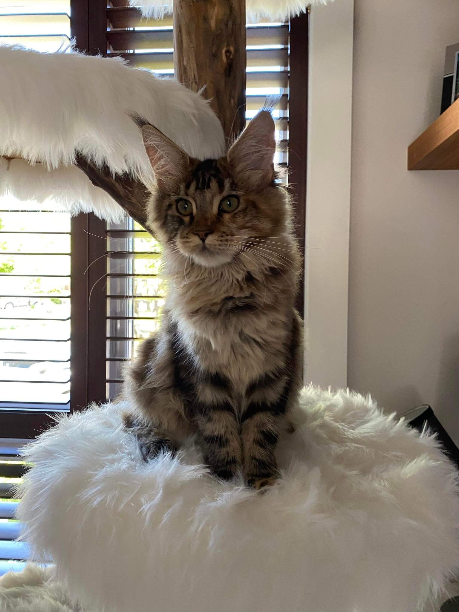 Gros plan chat Maine Coon tabby sur plateforme blanche douillette - Arbre à chat artisanal confortable