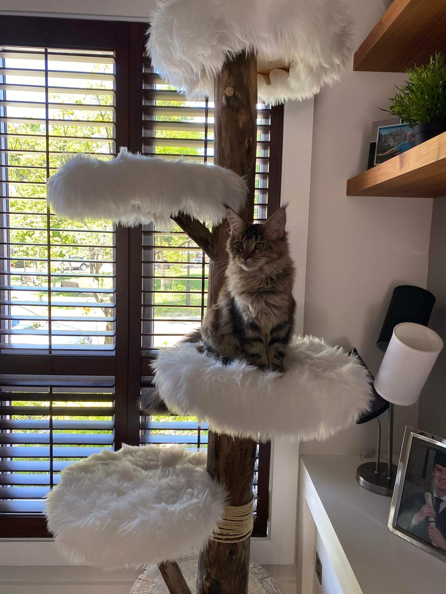 Chat Maine Coon tabby sur arbre artisanal avec fourrure blanche - Décor moderne près de fenêtre - Québec